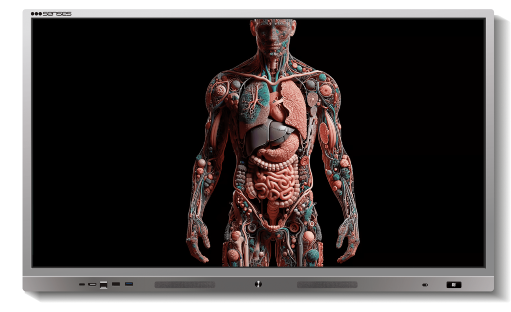 3D image of Human anatomy on Senses interactive panel